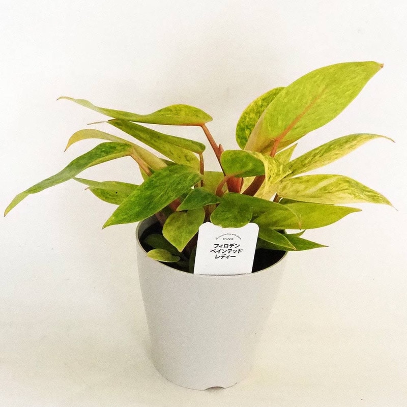 シンゴニューム(シンゴニウム) フレンチマーブル 【観葉植物 4号
