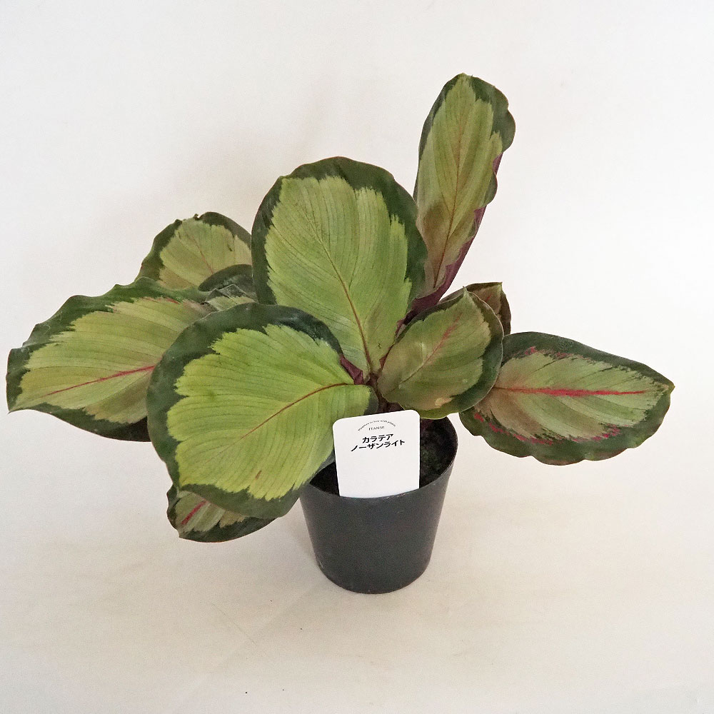 カラテア ノーザンライト 【観葉植物 3号】