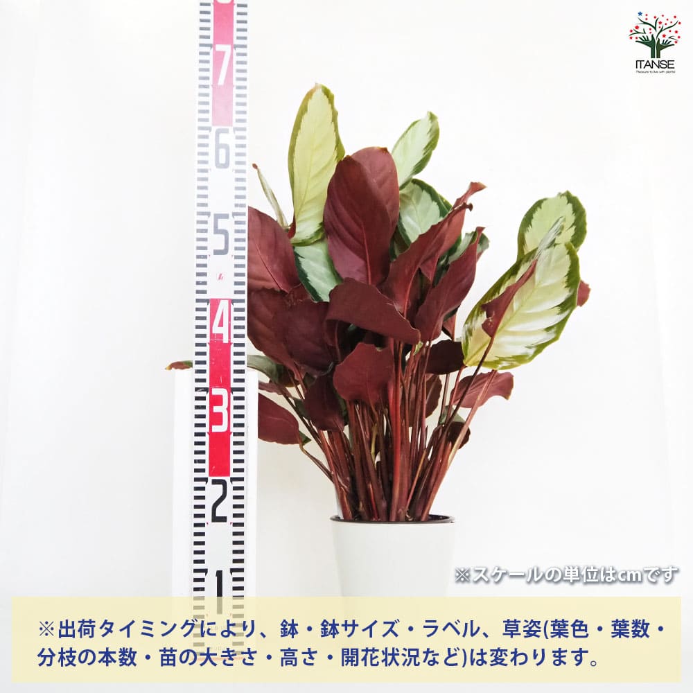 カラテア ピクツラータ 【観葉植物 5号／1個売り】｜ 【植物の