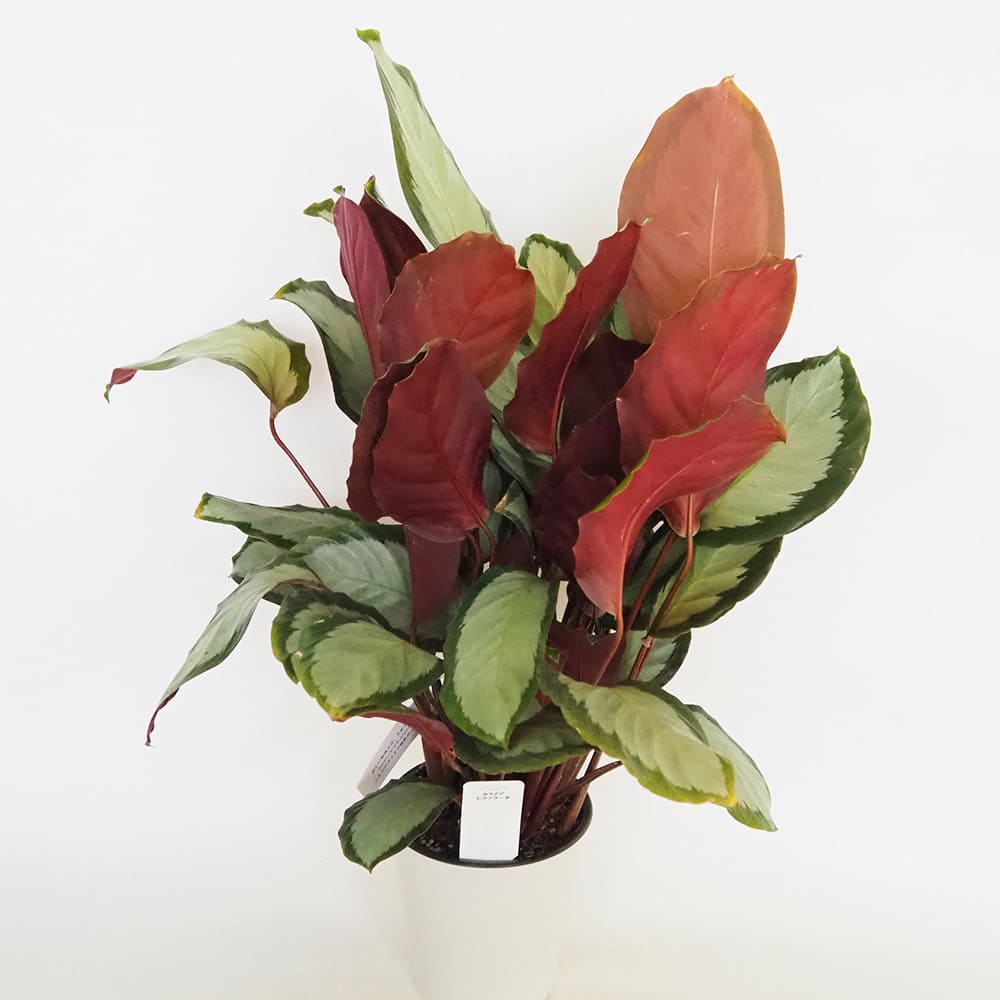 カラテア ピクツラータ 【観葉植物 5号／1個売り】｜ 【植物の