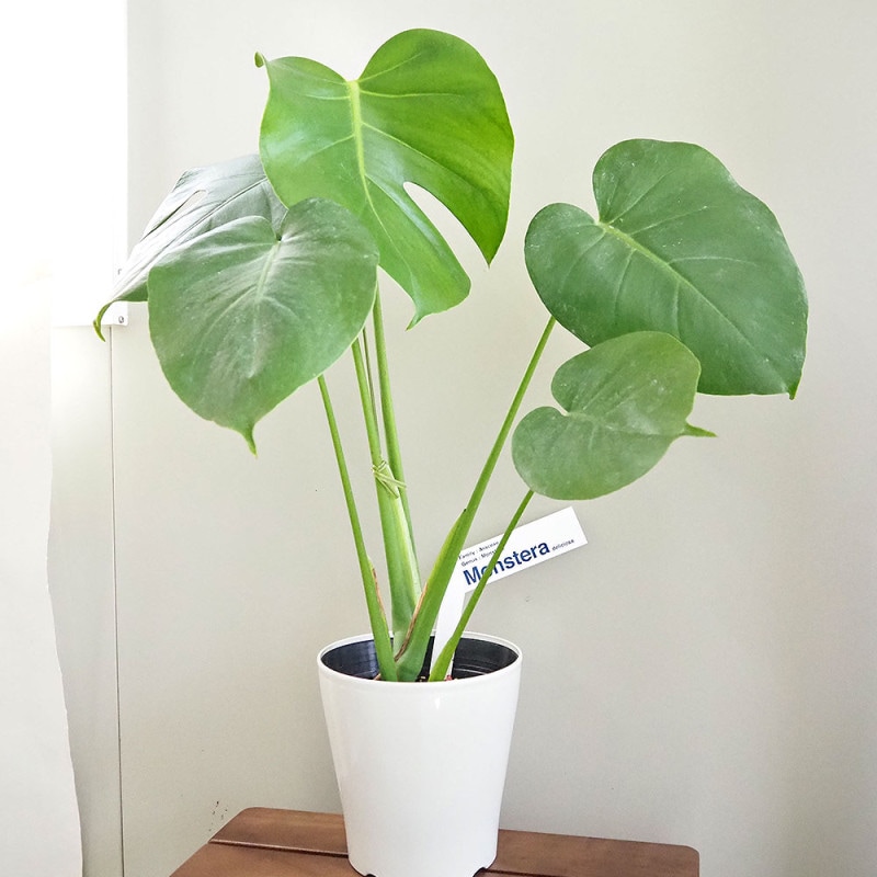 アデニウム オベスム 斑入 Dang Rung Thong 【観葉植物 4号／1個売り