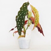 木立ベゴニア マクラータ 【観葉植物 3.5号】|観葉植物