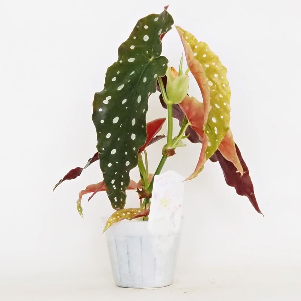 木立ベゴニア マクラータ 【観葉植物 3.5号】