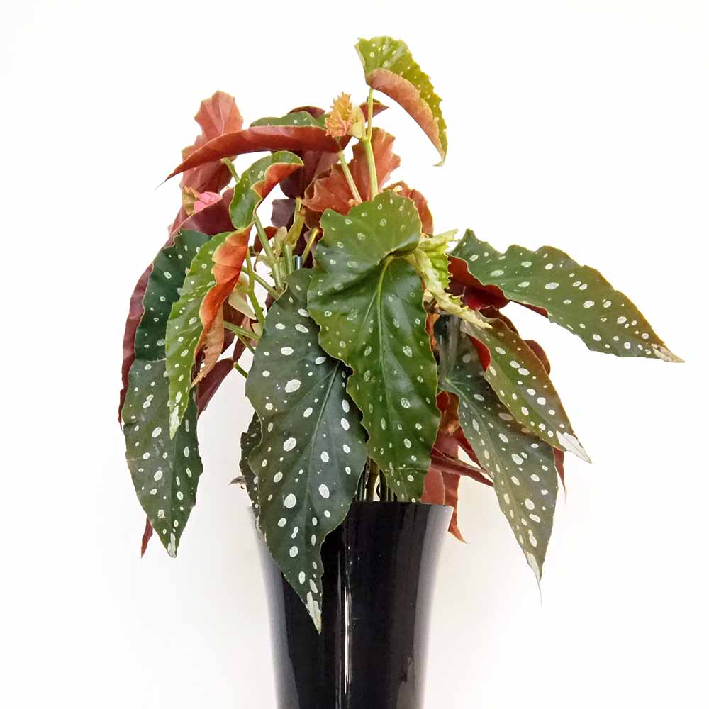 木立ベゴニア 流れ星 【観葉植物 6号／1個売り】