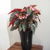木立ベゴニア オルファ C.フォックス 【観葉植物 6号／1個売り】|観葉植物