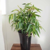 木立ベゴニア アルボピクタ 【観葉植物 6号／1個売り】|観葉植物