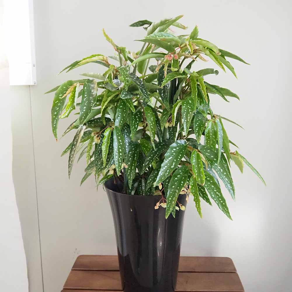 木立ベゴニア アルボピクタ 【観葉植物 6号／1個売り】