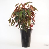 木立ベゴニア ルバーゲイ 【観葉植物 6号／1個売り】|観葉植物