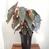 木立ベゴニア シャロン シーラート 【観葉植物 6号／1個売り】|観葉植物