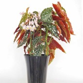 木立ベゴニア アメリア 【観葉植物 6号／1個売り】|観葉植物