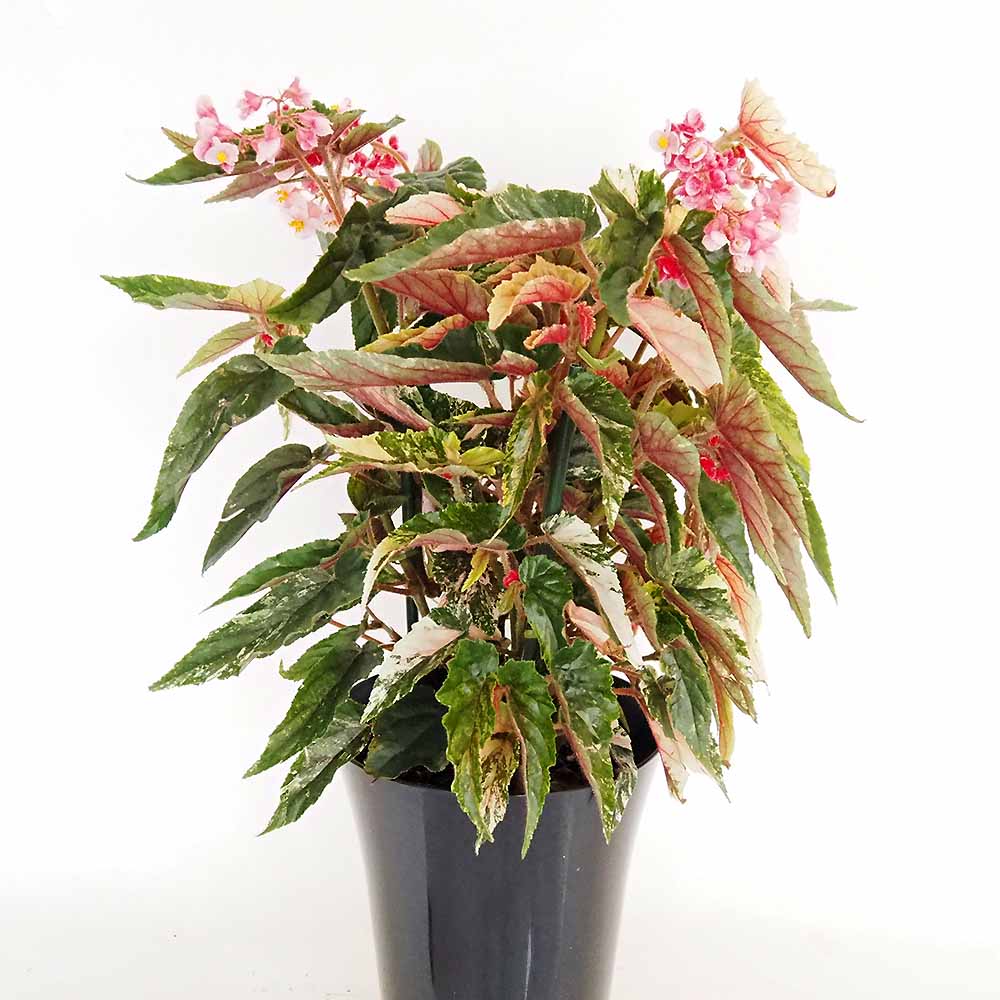 木立ベゴニア ジニー銀河 【観葉植物 6号／1個売り】
