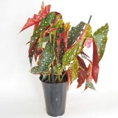 木立ベゴニア 北斗七星 【観葉植物 6号／1個売り】|観葉植物