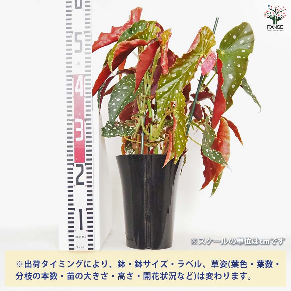 木立ベゴニア 北斗七星 【観葉植物 6号／1個売り】｜ 【植物の
