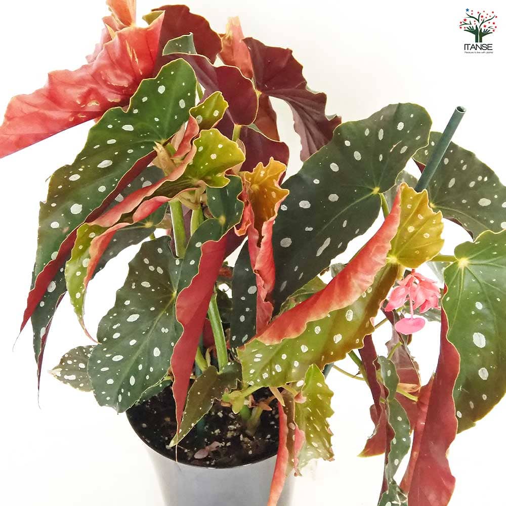 木立ベゴニア 北斗七星 【観葉植物 6号／1個売り】｜ 【植物の
