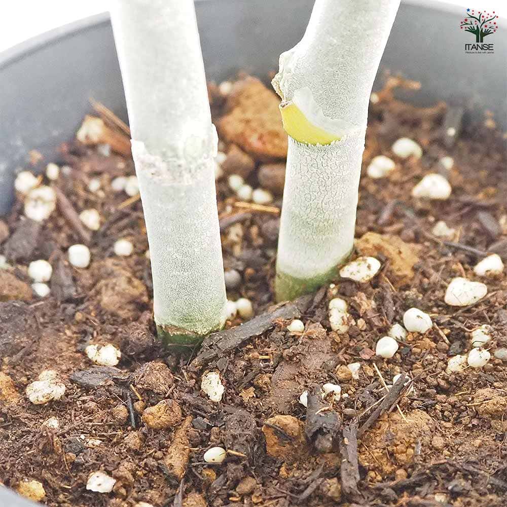アグラオネマ ピクタム 【観葉植物 4号／1個売り】｜ 【植物の