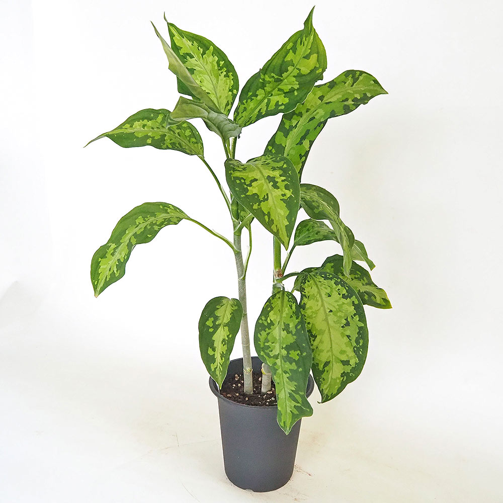 (MB-M250828-1) アグラオネマ　ピクタム アグラオネマ ピクタム 【観葉植物 4号／1個売り】｜ 【植物の