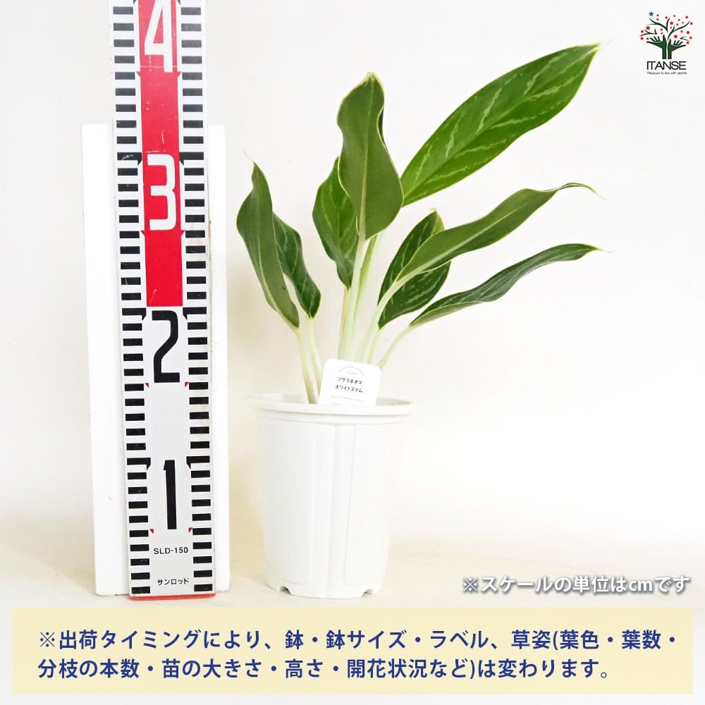 アグラオネマ ホワイトステム 【観葉植物 4号】｜ 【植物の