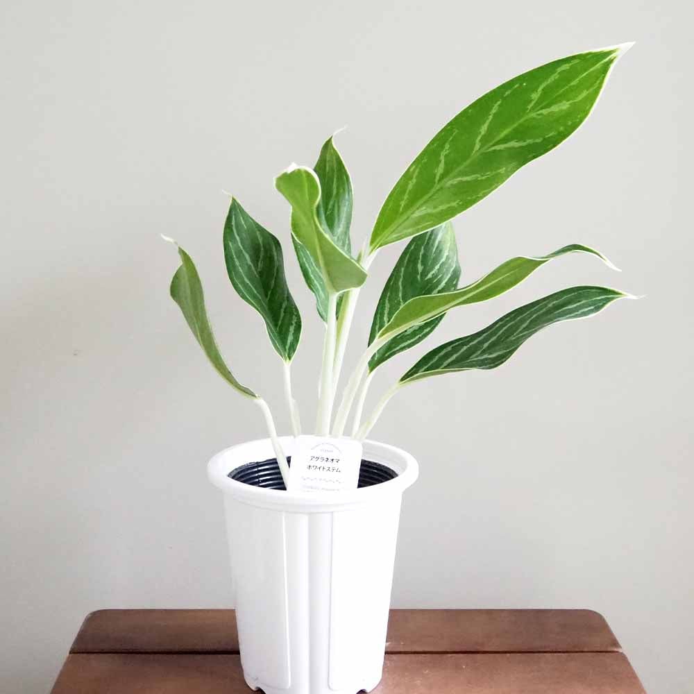 アグラオネマ ホワイトステム 【観葉植物 4号】｜ 【植物の