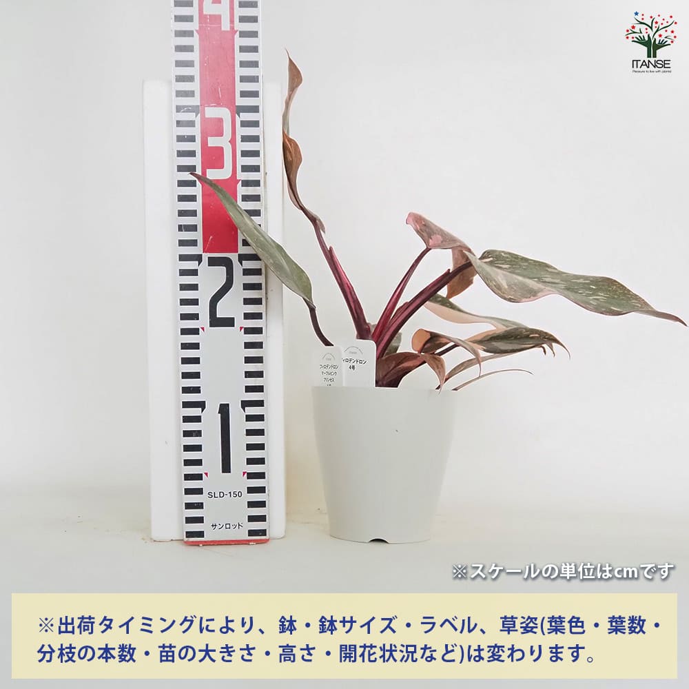 フィロデンドロン マーブルピンクプリンセス 【観葉植物 4号／1個売り