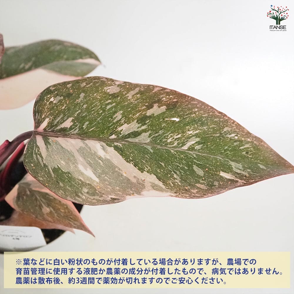 フィロデンドロン マーブルピンクプリンセス 【観葉植物 4号／1個売り