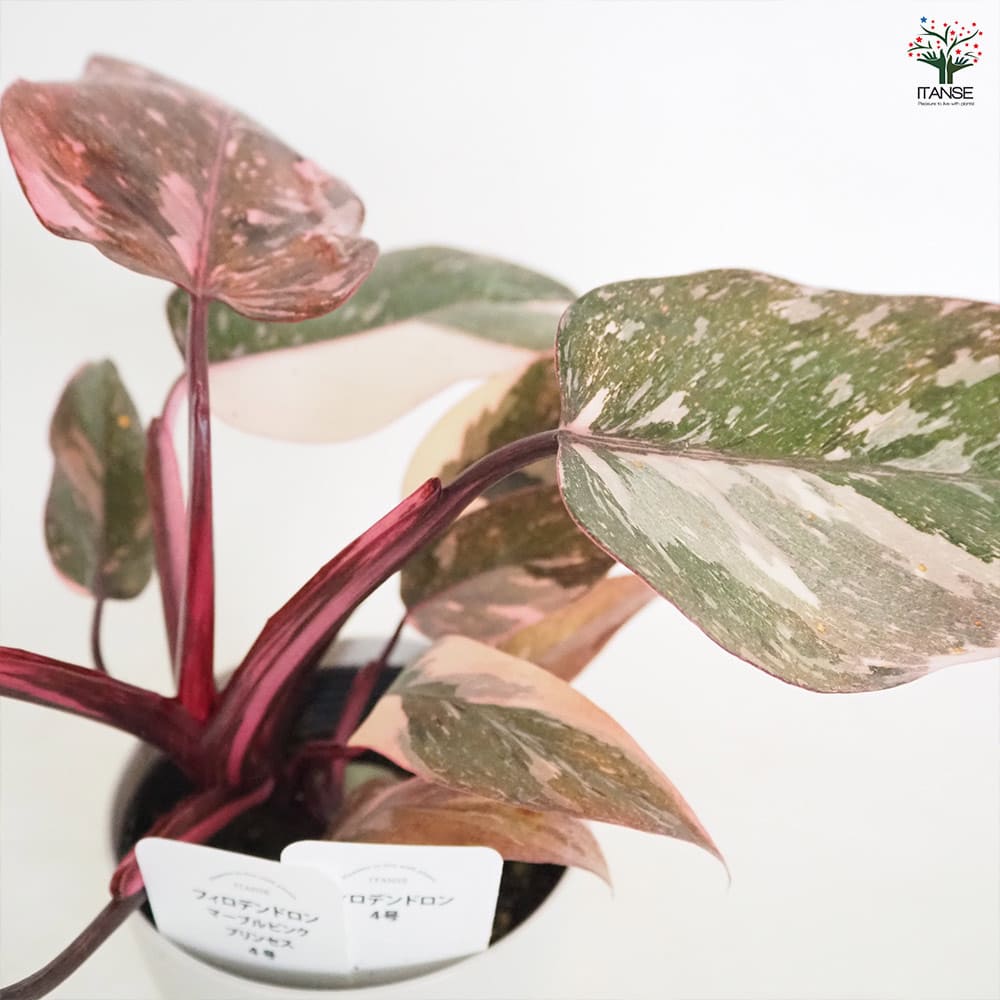 【コレクション株】フィロデンドロン “ピンクプリンセス　マーブルキング” フィロデンドロン ピンクプリンセス マーブルキング | AQUASHOP つきみ堂