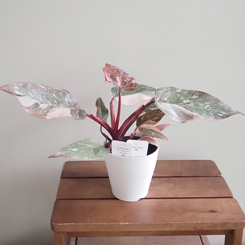 フィロデンドロン マーブルピンクプリンセス 【観葉植物 4号／1個売り】