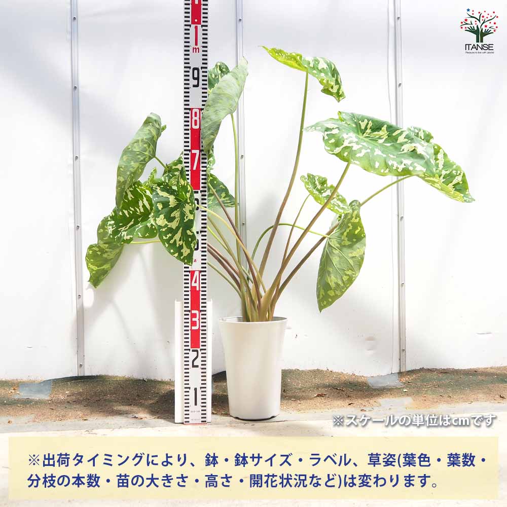 アロカシア ヒロビューティー(カラジウム) 【観葉植物 7号／1個売り
