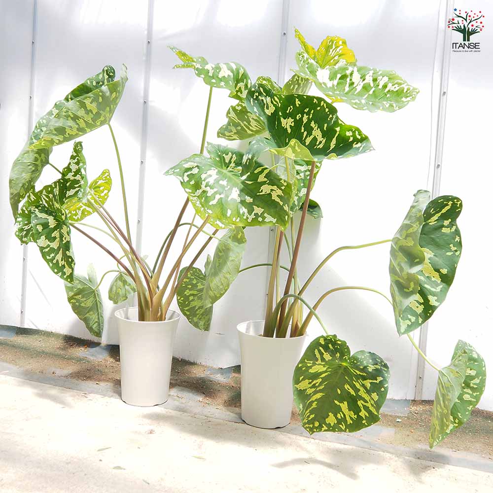 アロカシア ヒロビューティー(カラジウム) 【観葉植物 7号／1個売り