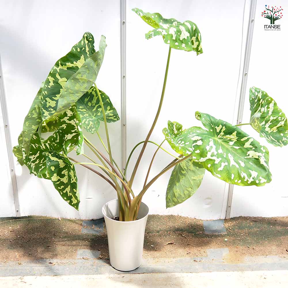 その他観葉植物 HIRO アロカシア ヒロビューティー(カラジウム) 【観葉植物 7号／1個売り