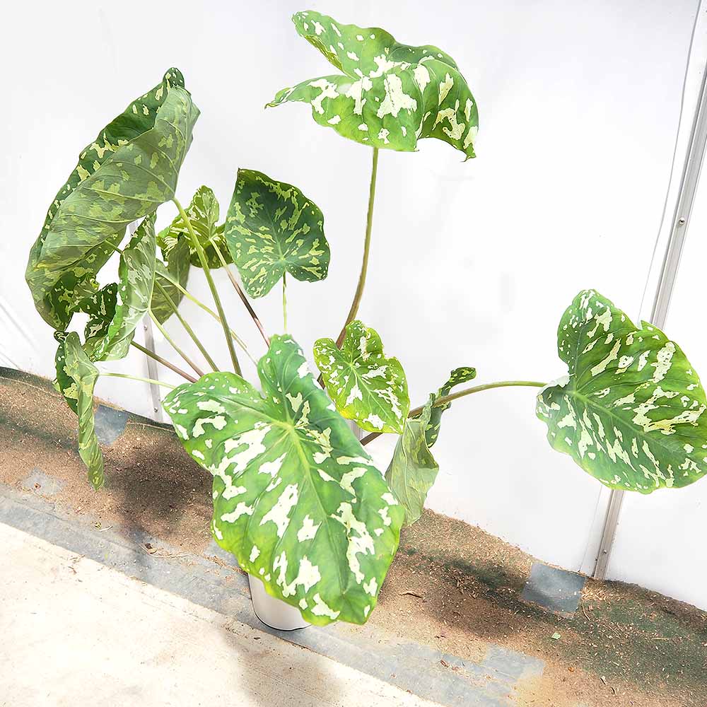 アロカシア ヒロビューティー(カラジウム)  【観葉植物 7号／1個売り】