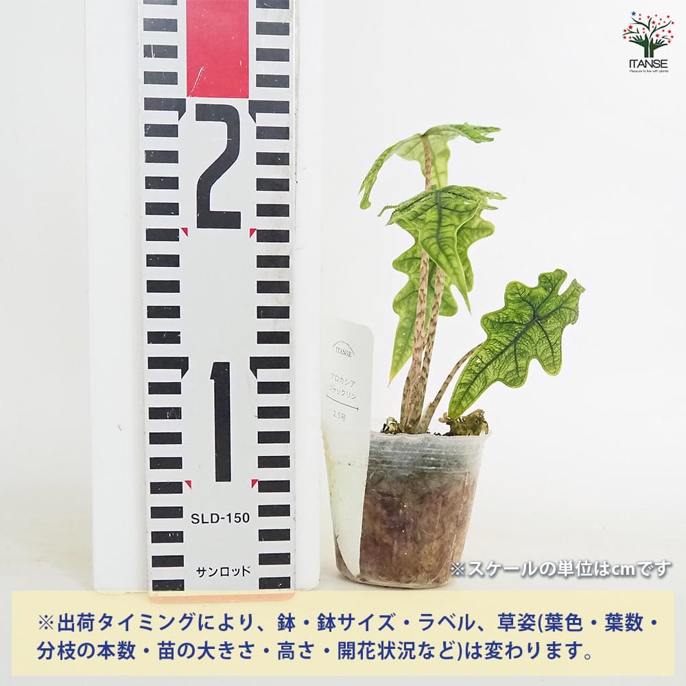 アロカシア ジャックリン 【観葉植物 2.5号／1個売り】｜ 【植物