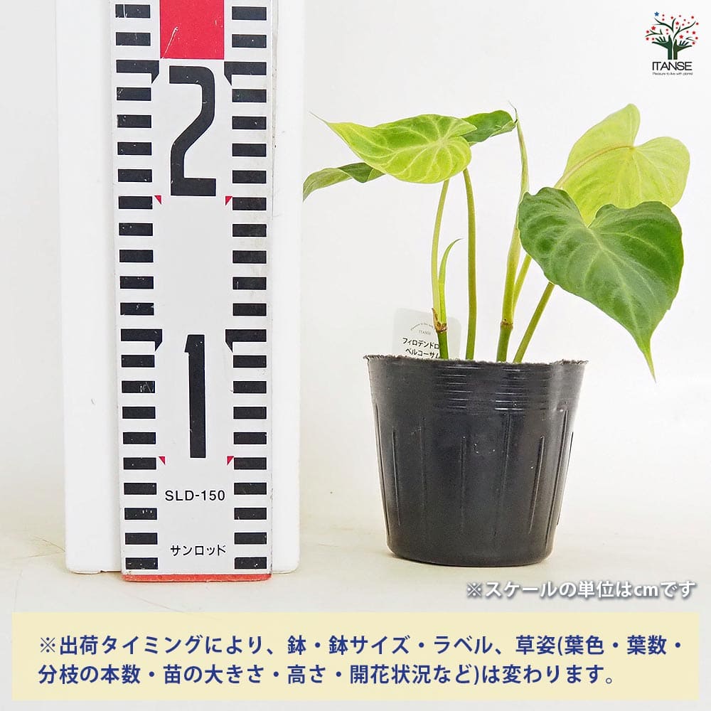 フィロデンドロン ベルコーサム 【観葉植物 3.5号】｜ 【植物の