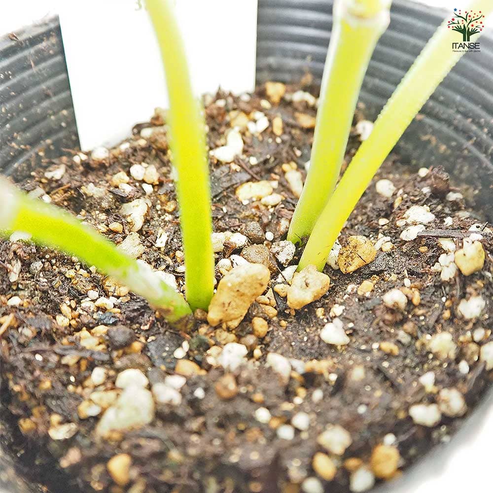 フィロデンドロン ベルコーサム 【観葉植物 3.5号】｜ 【植物の