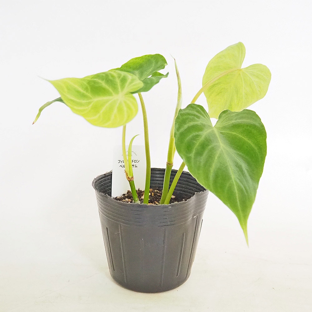 フィロデンドロン ベルコーサム 【観葉植物 3.5号】