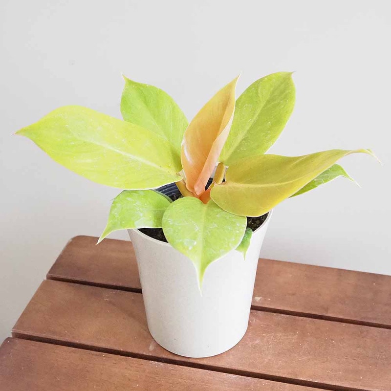観賞用ホオズキ 【観葉植物 3号】｜ 【植物のITANSE】全品送料
