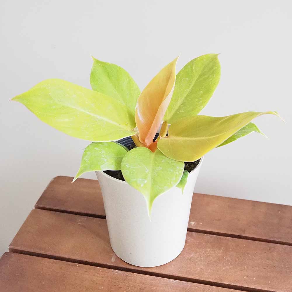 フィロデンドロン メリノニーゴールド 【観葉植物 4号】