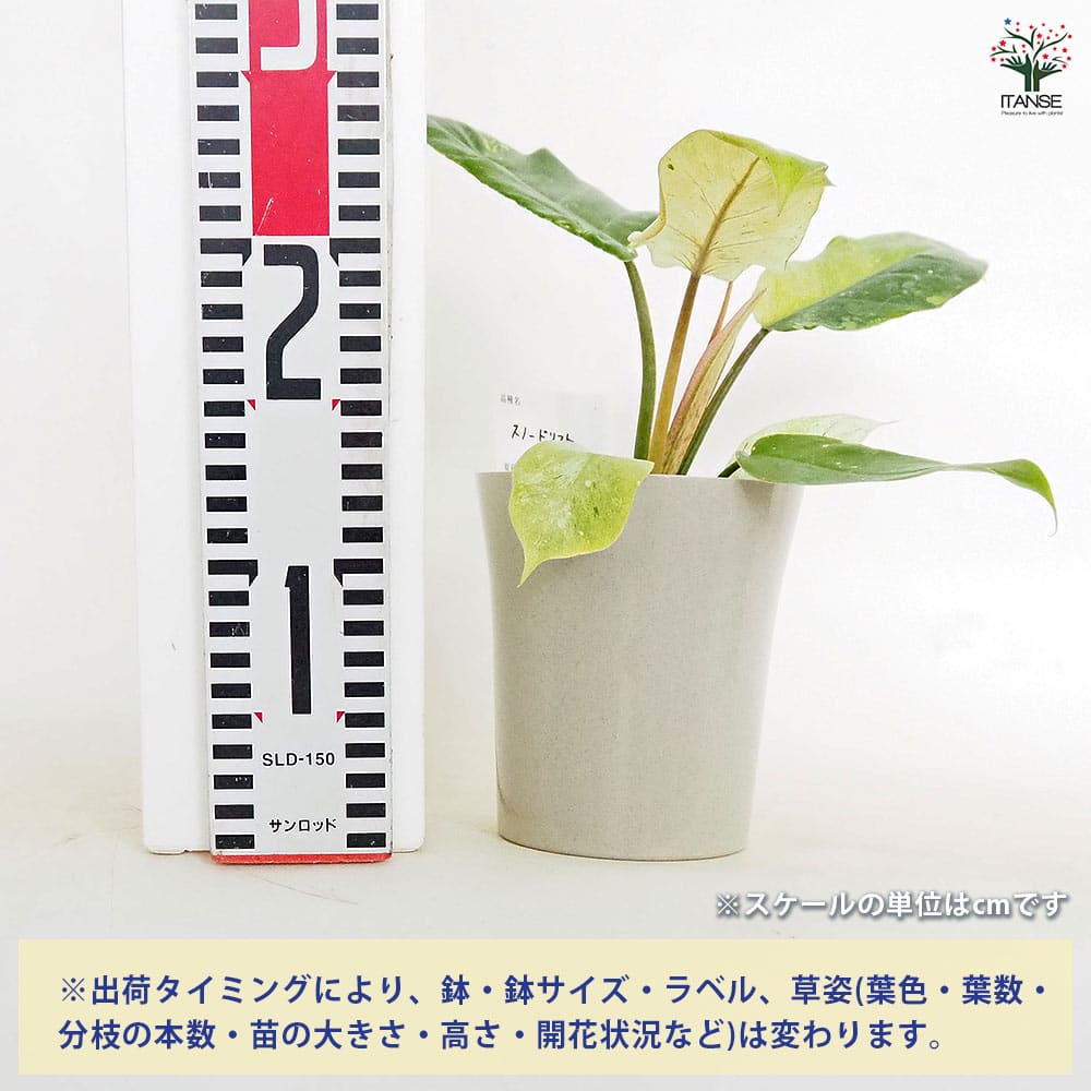 フィロデンドロン スノードリフト 【観葉植物 4号】｜ 【植物の