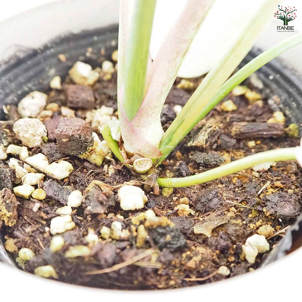 フィロデンドロン スノードリフト 【観葉植物 4号】｜ 【植物の