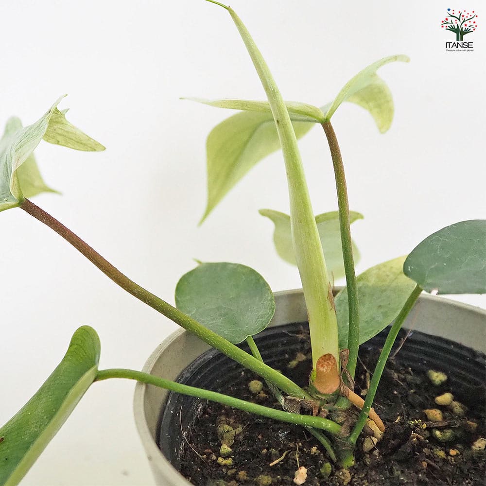 フィロデンドロン　フロリダゴーストミント　b Secret Bazaar | _ 『 フィロデンドロン・フロリダゴースト