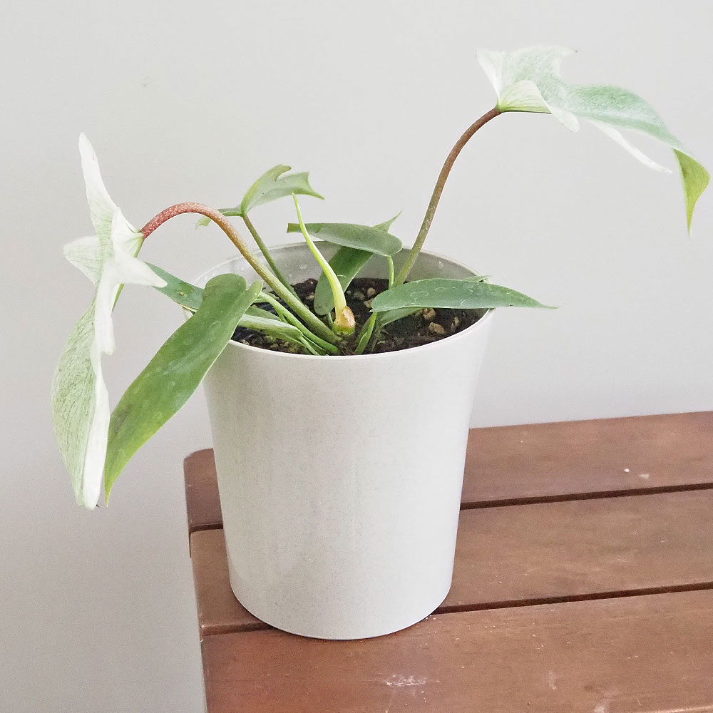 フィロデンドロン フロリダゴーストミント 【観葉植物 4号】