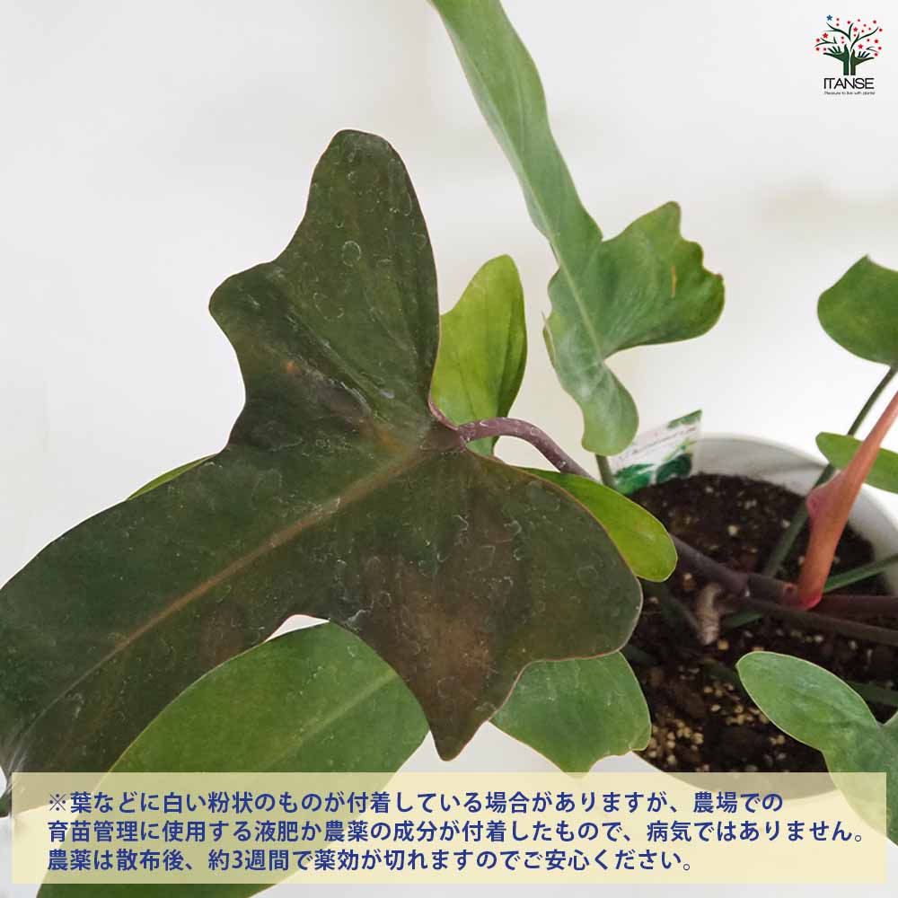 フィロデンドロン ブロンズ 【観葉植物 7号／1個売り】｜ 【植物の