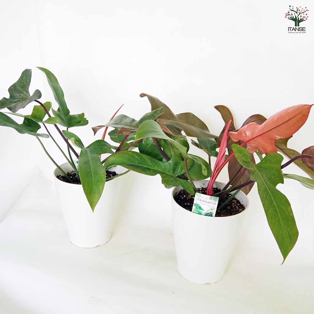 フィロデンドロン ブロンズ 【観葉植物 7号／1個売り】｜ 【植物の