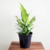 ディフェンバキア ティキ【M】 【観葉植物 5号／1個売り】|観葉植物