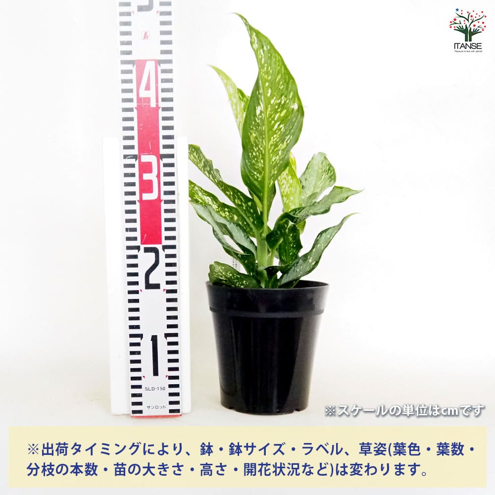 ディフェンバキア ティキ【M】 【観葉植物 5号／1個売り】｜ 【植物の