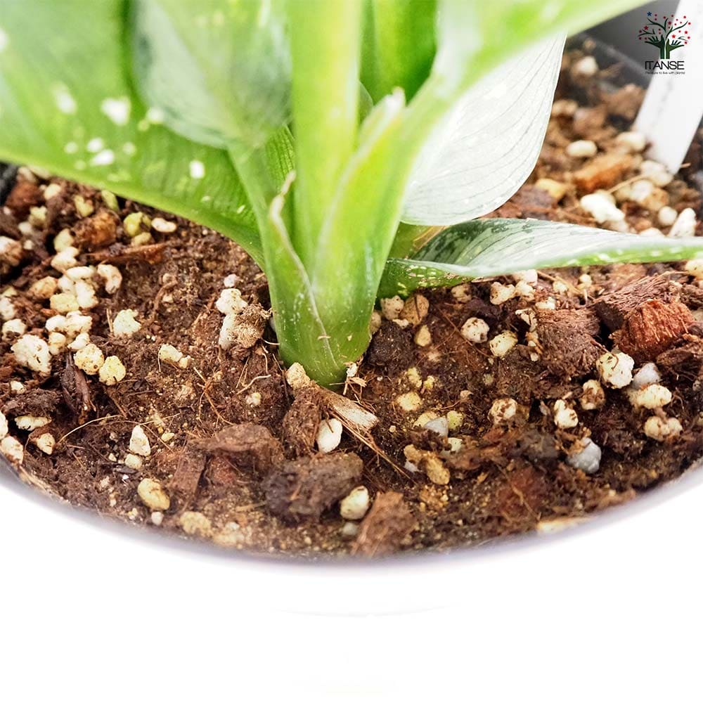 ディフェンバキア ティキ 【観葉植物 5号／1個売り】｜ 【植物の