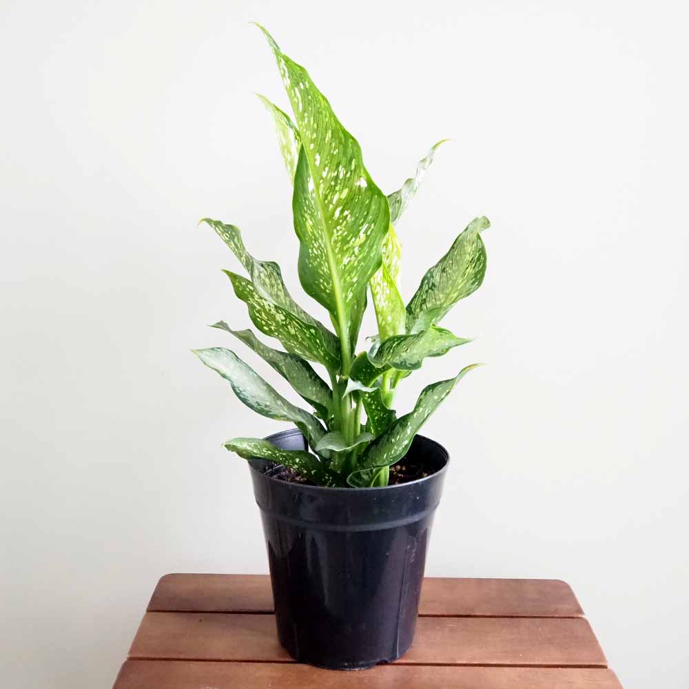 ディフェンバキア ティキ【M】 【観葉植物 5号／1個売り】｜ 【植物の