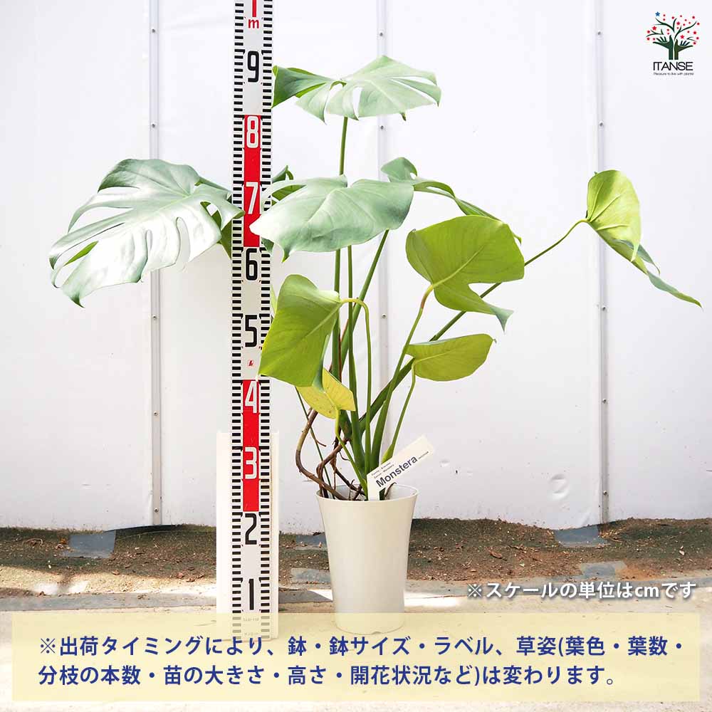 モンステラ デリシオーサ(ホウライショウ) 【観葉植物 6号／1個