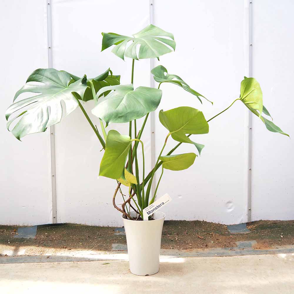モンステラ デリシオーサ(ホウライショウ) 【観葉植物 6号／1個売り】