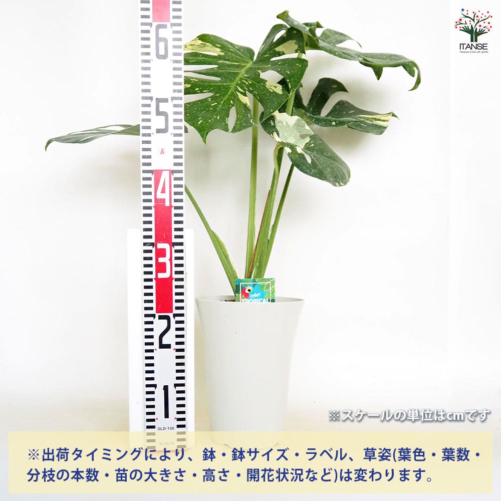 モンステラ タイコンステレーション 【観葉植物 6号／1個売り