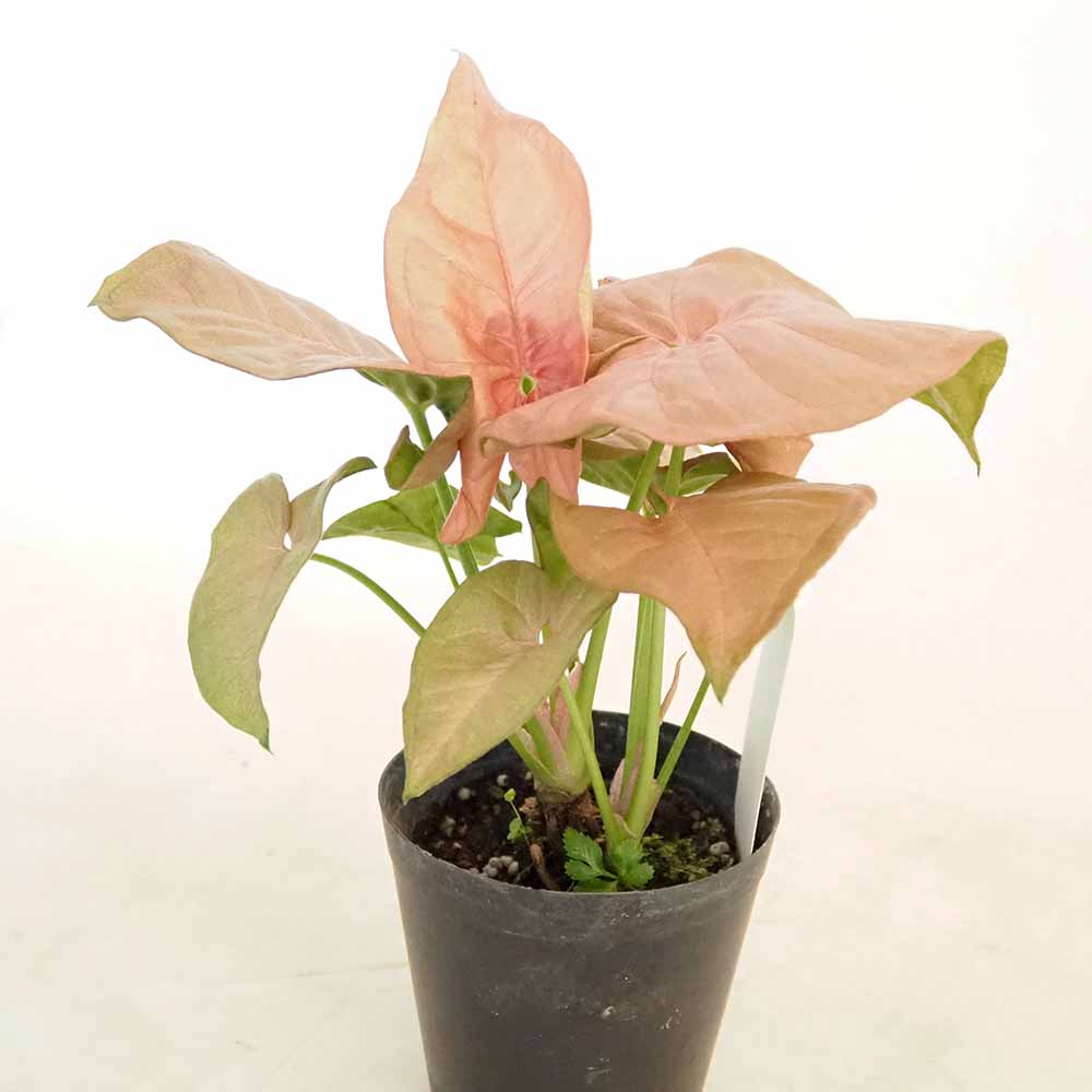 シンゴニューム(シンゴニウム) ネオン 【観葉植物 3号】